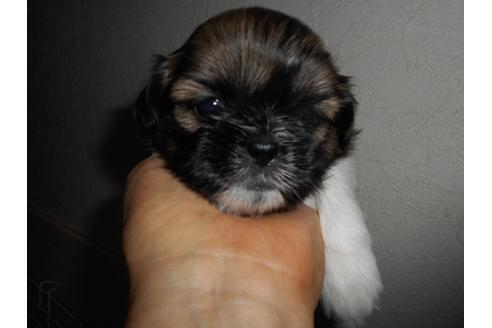 成約済の福岡県のシーズー-74789の3枚目