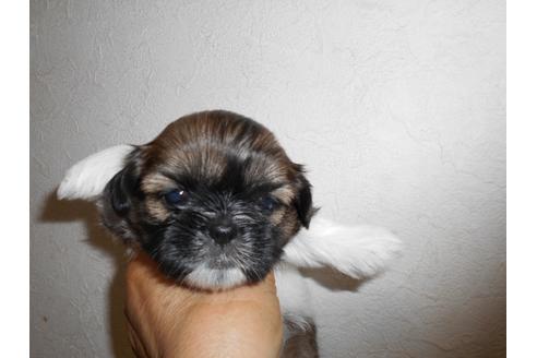 成約済の福岡県のシーズー-74789の2枚目