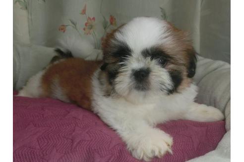 成約済の茨城県のシーズー-74790