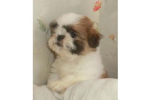 成約済の茨城県のシーズー-74790の6枚目