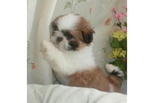 成約済の茨城県のシーズー-74790の5枚目