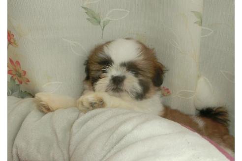 成約済の茨城県のシーズー-74790の4枚目