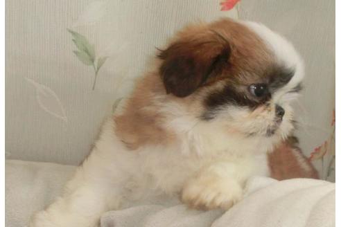 成約済の茨城県のシーズー-74790の3枚目