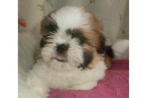 成約済の茨城県のシーズー-74790の2枚目