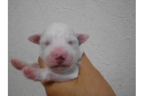 成約済の福岡県のビションフリーゼ-74793の8枚目