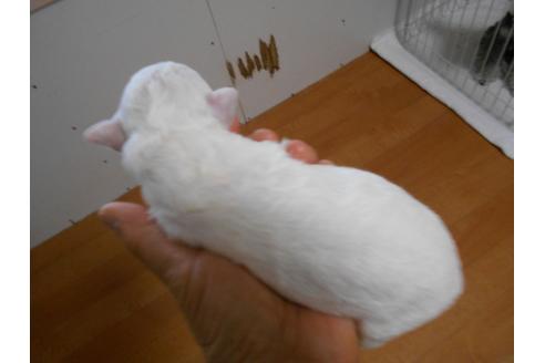 成約済の福岡県のビションフリーゼ-74793の7枚目