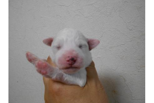 成約済の福岡県のビションフリーゼ-74793の5枚目