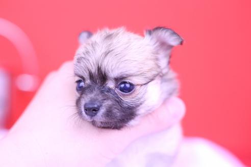 成約済の愛知県のチワワ(ロングコート)-73676の5枚目