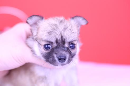成約済の愛知県のチワワ(ロングコート)-73676の2枚目