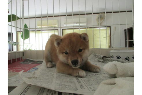 成約済の岡山県の豆柴-73109