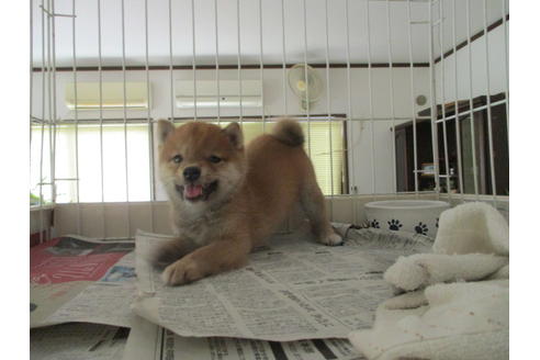 成約済の岡山県の豆柴-73109の2枚目