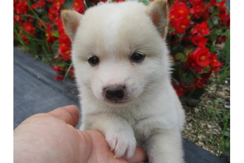 成約済の岡山県の豆柴-74338の1枚目