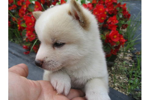 成約済の岡山県の豆柴-74338の2枚目