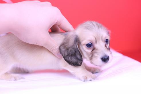 成約済の愛知県のカニンヘンダックスフンド(ロングヘアード)-72235の4枚目