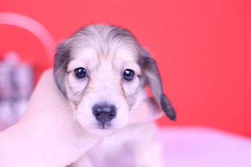 成約済の愛知県のカニンヘンダックスフンド(ロングヘアード)-72237の5枚目