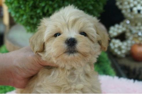 成約済の京都府のミックス犬-74823の2枚目