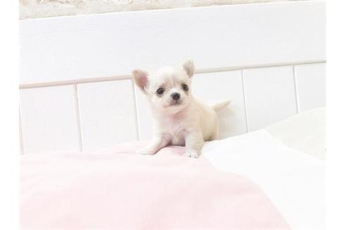 成約済の大阪府のチワワ(ロングコート)-74828の2枚目