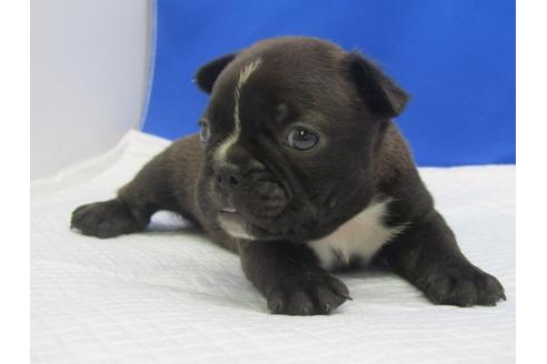成約済の愛知県のミックス犬-74420の6枚目