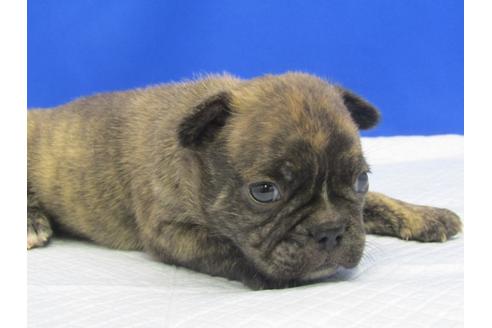 成約済の愛知県のミックス犬-74421の9枚目