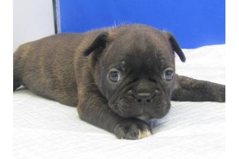 成約済の愛知県のミックス犬-74424の3枚目