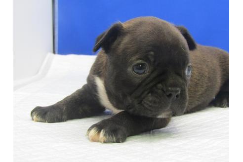 成約済の愛知県のミックス犬-74424の2枚目