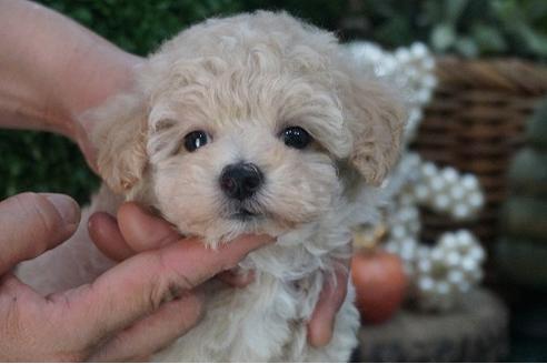 成約済の京都府のティーカッププードル-74835の1枚目