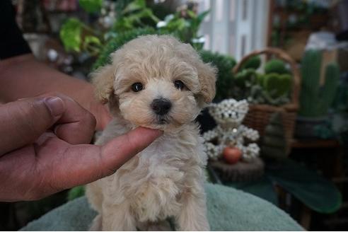 成約済の京都府のティーカッププードル-74835の3枚目