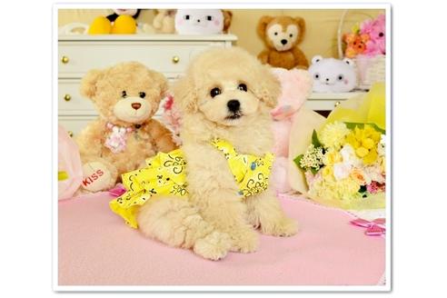 子犬
