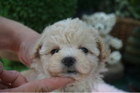 成約済の京都府のタイニープードル-74840の1枚目