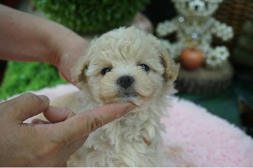 成約済の京都府のタイニープードル-74840の3枚目