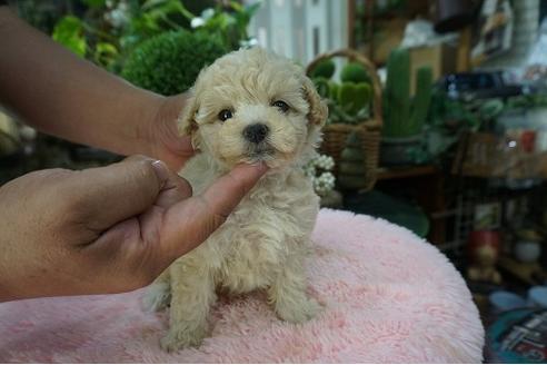 成約済の京都府のタイニープードル-74840の2枚目