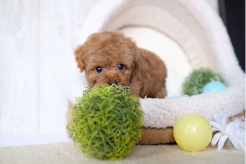 成約済の滋賀県のトイプードル-73757