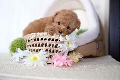 成約済の滋賀県のトイプードル-73757の5枚目