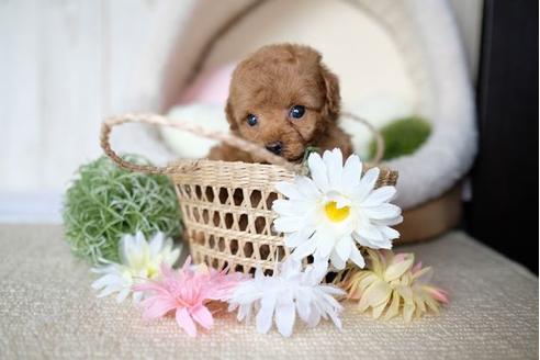 成約済の滋賀県のトイプードル-73757の3枚目