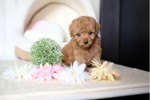 成約済の滋賀県のトイプードル-73757の2枚目