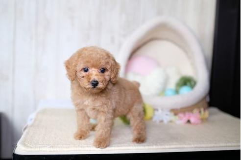 成約済の滋賀県のトイプードル-73910の1枚目