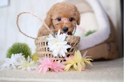 成約済の滋賀県のトイプードル-73910の5枚目