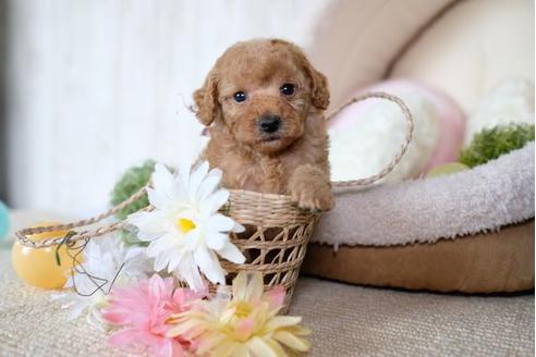 成約済の滋賀県のトイプードル-73910の3枚目