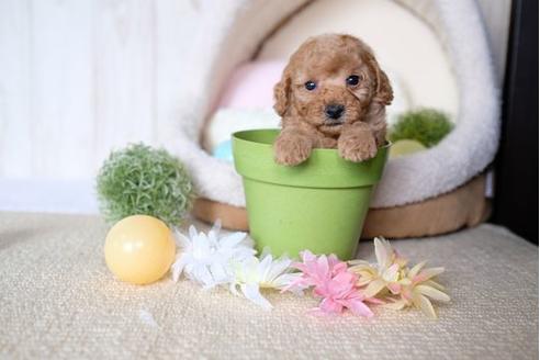 成約済の滋賀県のトイプードル-73910の2枚目