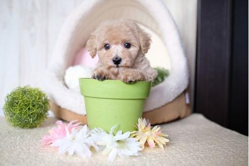 成約済の滋賀県のトイプードル-73911の1枚目