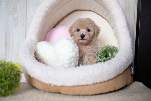 成約済の滋賀県のトイプードル-73911の4枚目