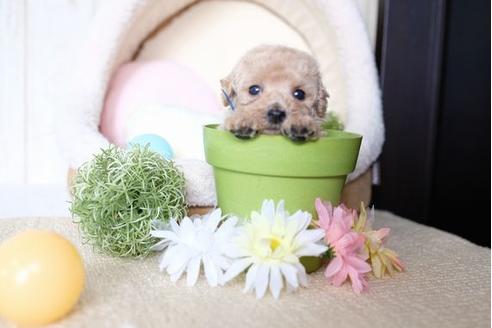 成約済の滋賀県のトイプードル-73911の3枚目