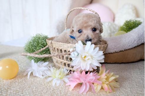 成約済の滋賀県のトイプードル-73911の2枚目