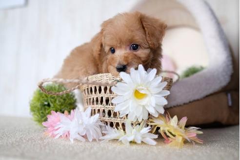 成約済の滋賀県のトイプードル-73912の1枚目