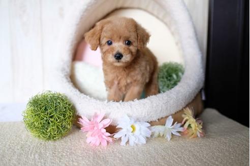 成約済の滋賀県のトイプードル-73912の5枚目