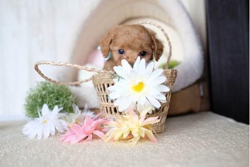 成約済の滋賀県のトイプードル-73912の4枚目