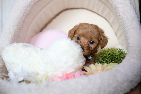 成約済の滋賀県のトイプードル-73912の3枚目