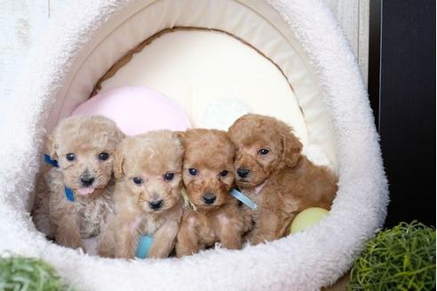 成約済の滋賀県のトイプードル-73912の2枚目