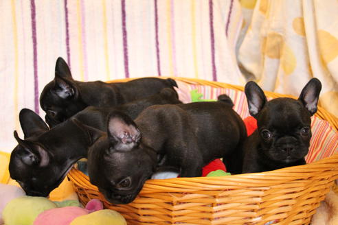 成約済の愛知県のフレンチブルドッグ-72085の7枚目