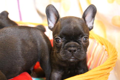 成約済の愛知県のフレンチブルドッグ-72085の6枚目